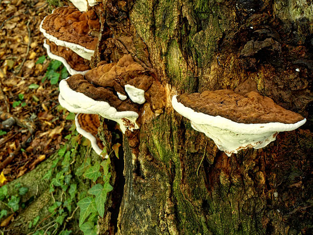 istock Closeup on shelf mushroooms 119399902