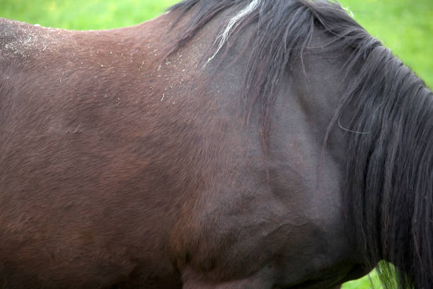 Whorls of hair reveal the horse's character