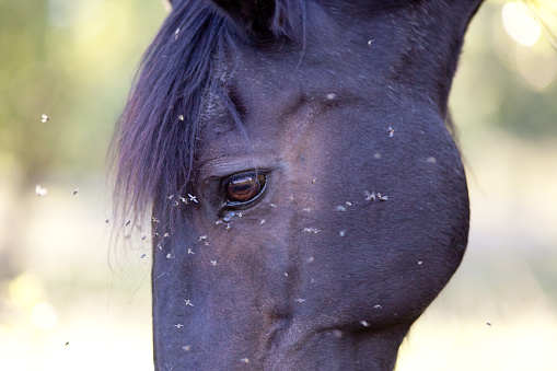 Horse with lots of fly in face