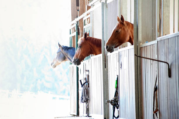 horses in box in stable