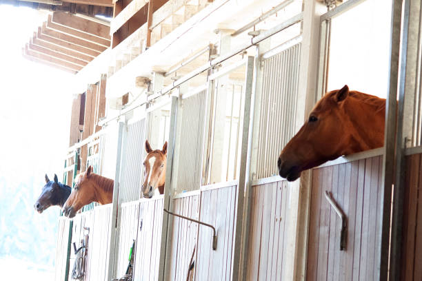 istock horses in box in stable 1193999075