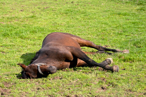 horse with colic lay down and sleep outside - colic imagens e fotografias de stock