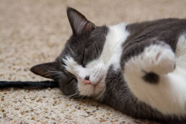 istock Gray white cat sleeping with toy on carpet 1193999702