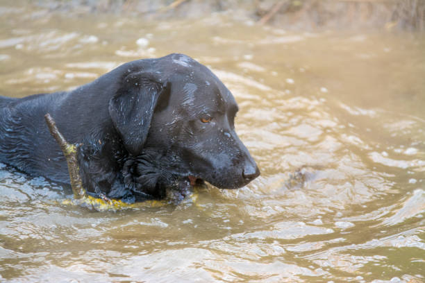 istock Black labrador retriever dog swimming chasing stick 1193999708