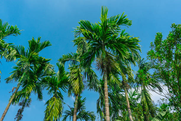 istock betel nut plants with blue sky background 1193999815
