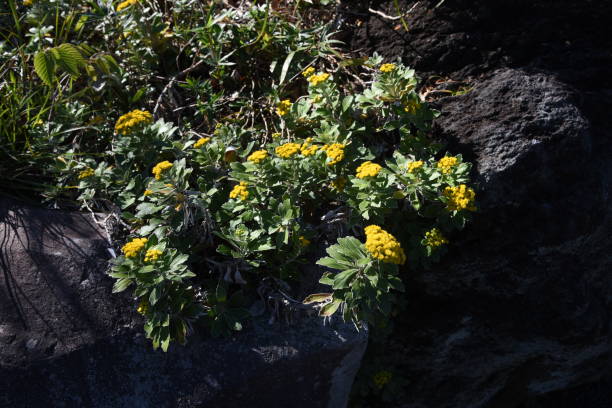 istock Chrysanthemum pacificum flowers 1193999850