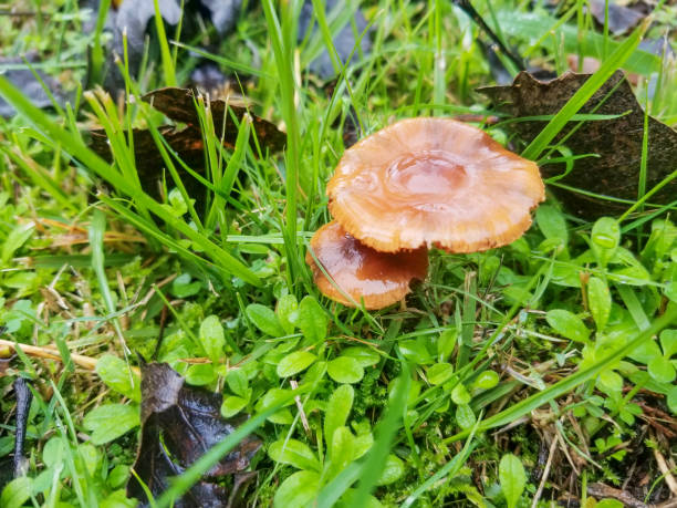 Common lacaria or deceiver mushroom Cap or deceiver or waxy lacaria, Laccaria laccata, mycorrhizal mushroom growing in Galicia, Spain laccata stock pictures, royalty-free photos & images