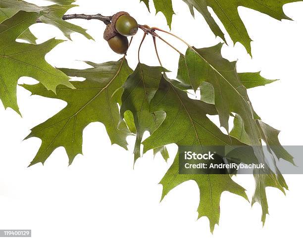 Oak Branch Stockfoto und mehr Bilder von Eichenblatt - Eichenblatt, Ast - Pflanzenbestandteil, Eichel - Pflanzensamen
