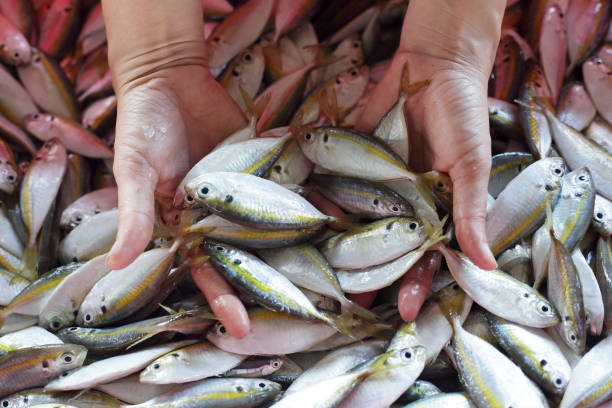 istock hand showing small fresh fish in grocery market 1194001561