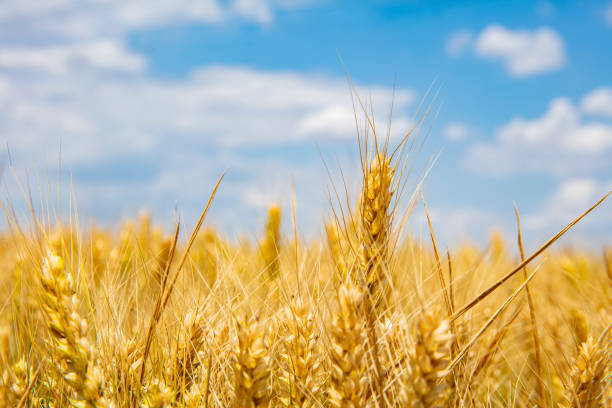 istock The wheat fields are under the blue sky and white clouds 1194001704