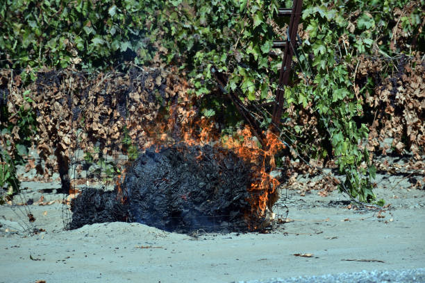 chaleur sortant du papier de soulèvement brûlant - sultana california photos et images de collection