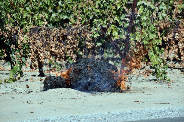紙の燃焼を上げることから発する熱 - sultana california ストックフォトと画像