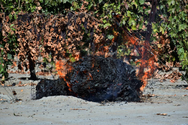 fermez-vous vers le haut d'un tas de papier de soulèvement brûlant - sultana california photos et images de collection