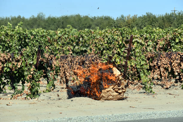 un fermier brûlant est une augmentation dans le papier - sultana california photos et images de collection