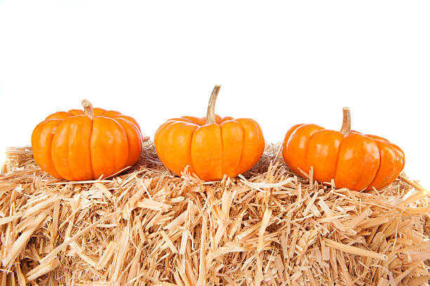 istock Pumpkins on hay with white background 119400291