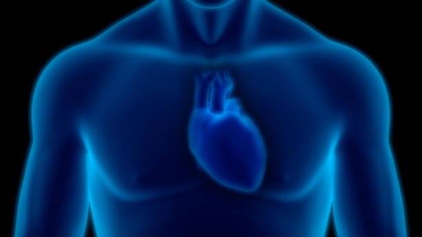 istock Human Circulatory System Heart Anatomy 1194003148