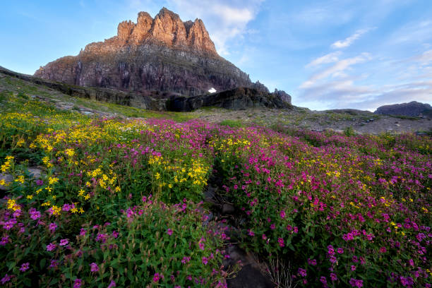 グレイシャー国立公園 - クレメンツマウンテングロー - montana mountain meadow flower ストックフォトと画像