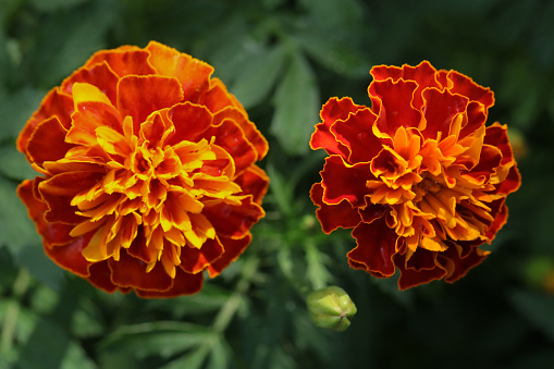 French marigold flowers, a sphere with three shades of yellow, orange, red-orange