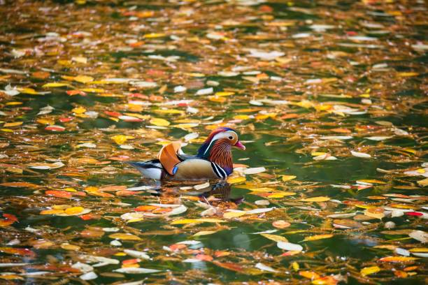 Multi colored duck is swimming on lake  at public park.Munich - Germany.