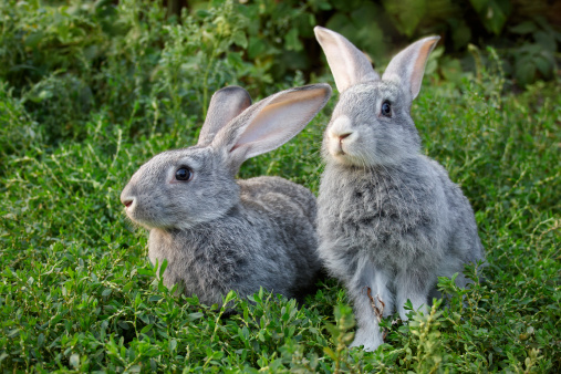This is a photograph of two pet gray rabbits indoors.