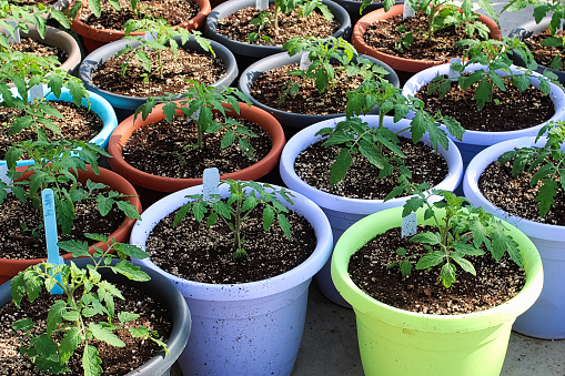 Various colored pots of tomato seedlings on a greenhouse floor.