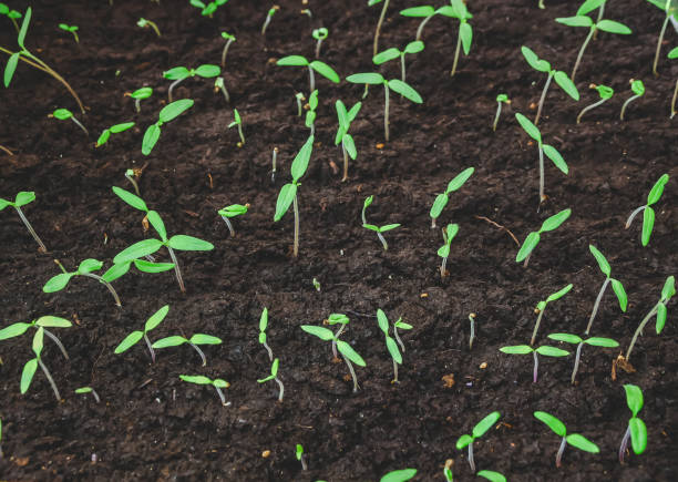 istock Small seedlings.Group of green sprouts growing out from soil. 1194011890