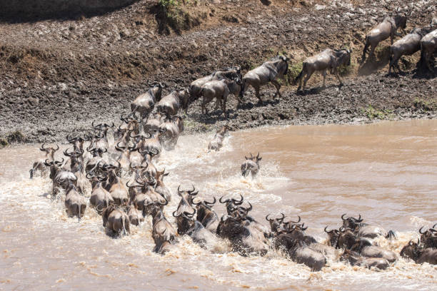 istock Wildebeest migration crossing Mara River 1194011970