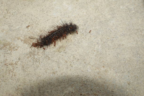 istock Red Ants Eating a Caterpillar. 1194012174