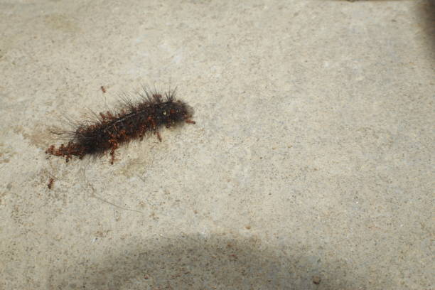 istock Red Ants Eating a Caterpillar. 1194012175