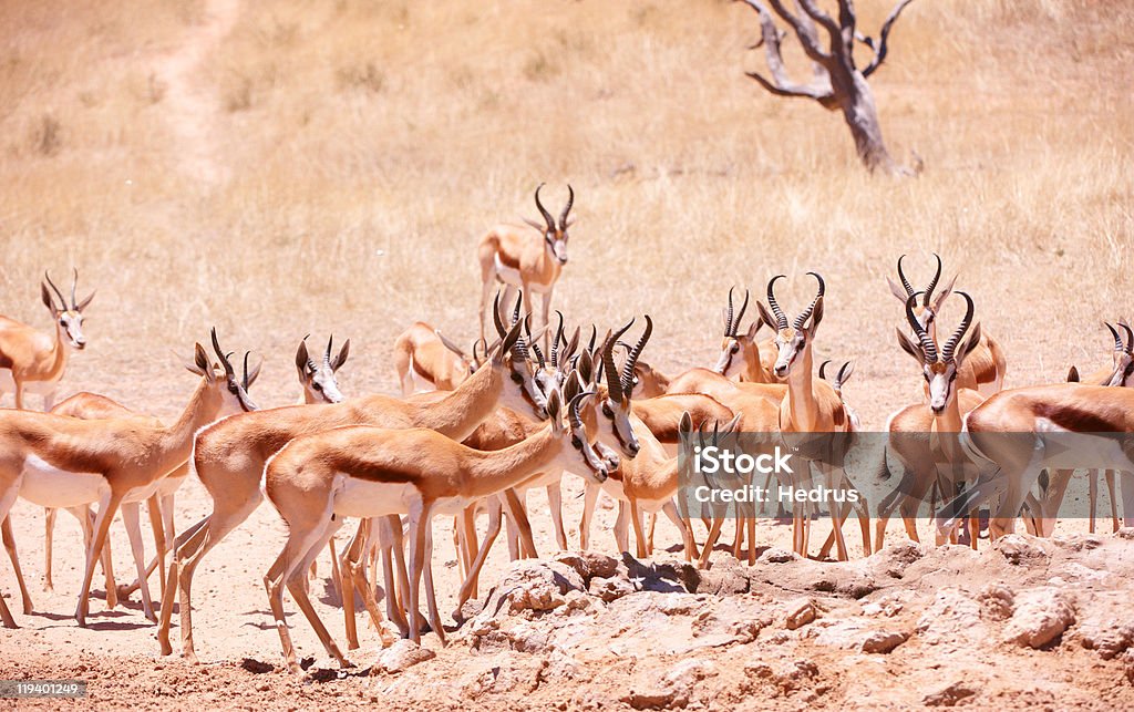 Grande manada de Springbok - Foto de stock de Animais de Safári royalty-free