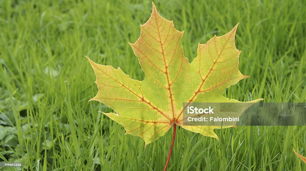 Feuille d'automne - Photo de Automne libre de droits