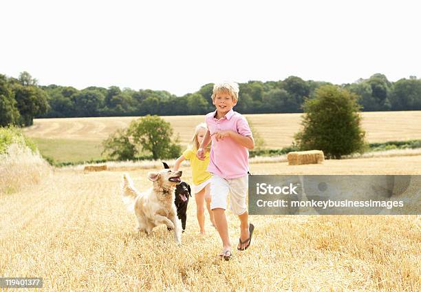 Kinder Mit Hunde Laufen Durch Sommer Feld Stockfoto und mehr Bilder von Agrarbetrieb - Agrarbetrieb, Golden Retriever, 8-9 Jahre