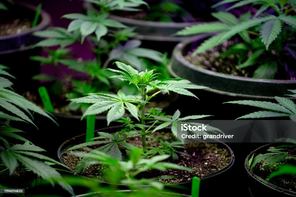 Close Up of a Young Hemp or Marijuana Plant Growing in a Nursery Getting Ready to be Planted in a Field Cannabis Plant Stock Photo