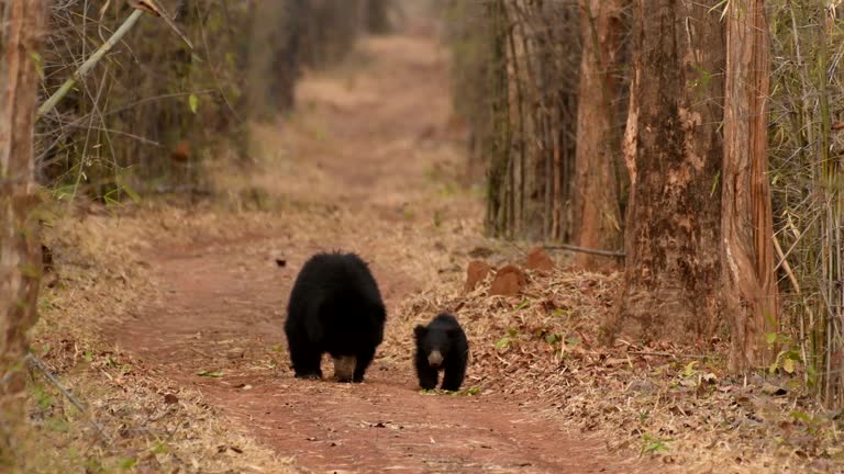 Indian Sloth Bear mother and cub foraging in Indian Forest