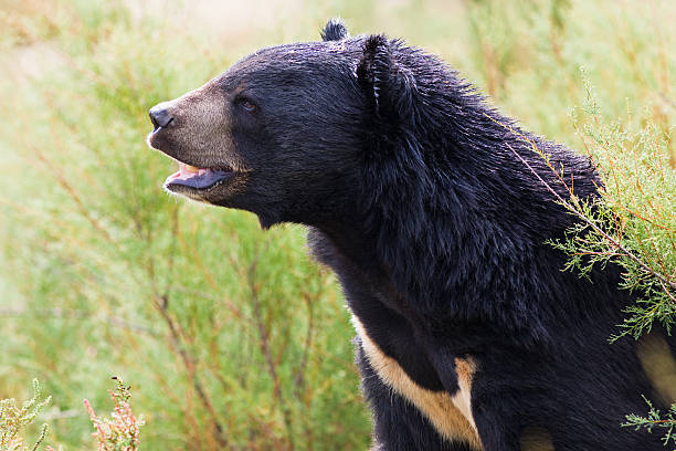 istock one tibetan black bear portrait in nature 119401600