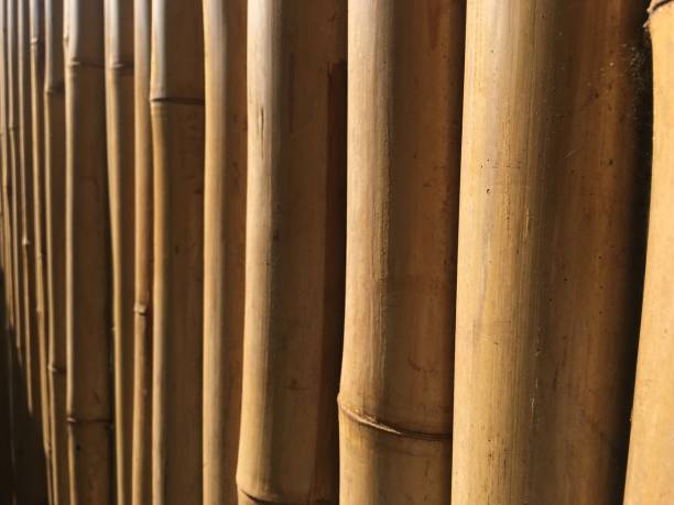 istock Golden bamboo made into a fence 1194017439