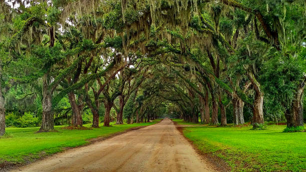 istock Canopy Of Trees 1194018133