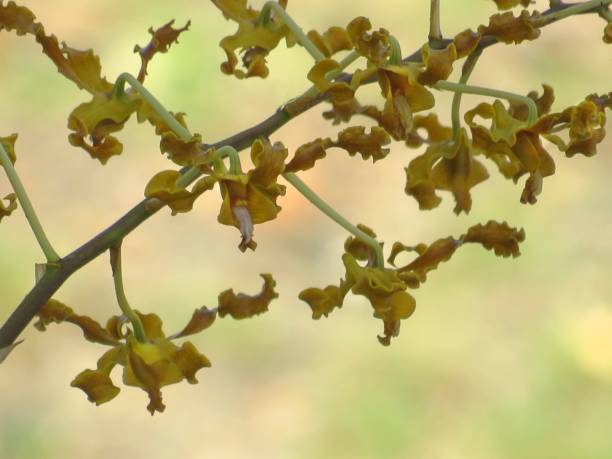 Golden Orchid