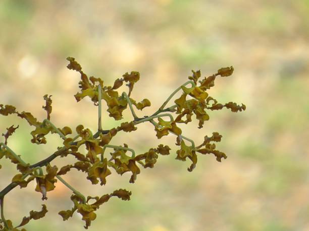istock Golden Orchid 1194020101