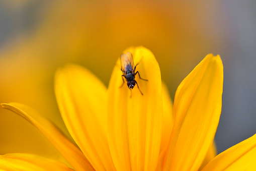A small fly sits on a bright yellow flower. Macro photography