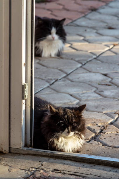 istock Black cats at the door 1194023460