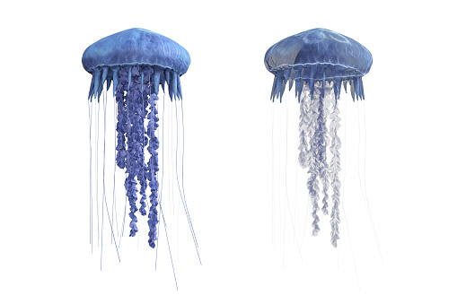 Jellyfish isolated on white, 3d render.