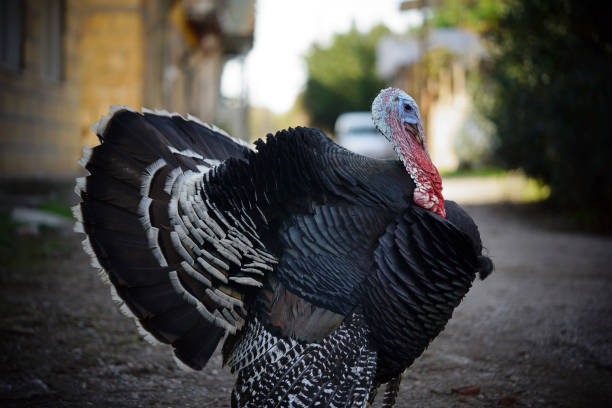 istock Turkey Bird Animal Wing Wildlife 1194023666