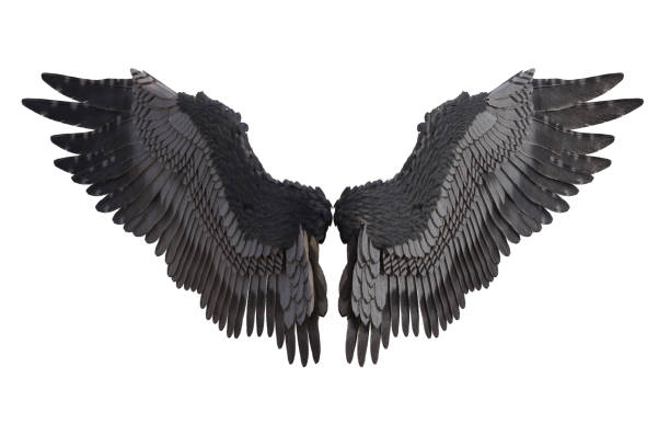 istock Set of feathered angel wings isolated on white, 3d render. 1194024234