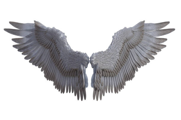 istock Set of feathered angel wings isolated on white, 3d render. 1194024249