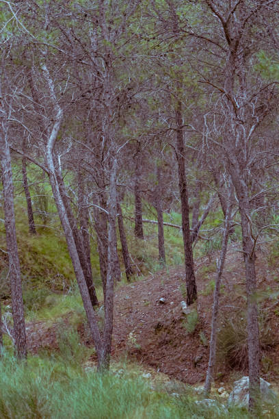 istock Pine forest in the Ricote Valley in Murcia. Spain 1194027431