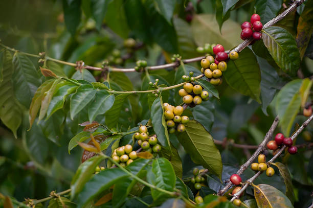 istock Luwak Coffee Farmers - Wild Civet 1194029356