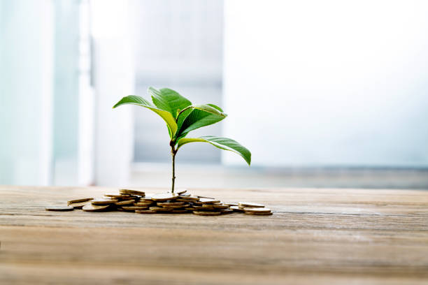 Green plant growth from coins on table Green plant growth from coins on table. best gold ira stock pictures, royalty-free photos & images