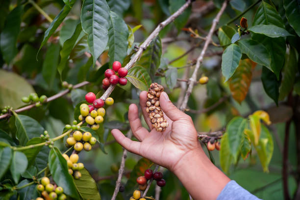 Kopi Luwak Fotos Bilder und Stockfotos iStock