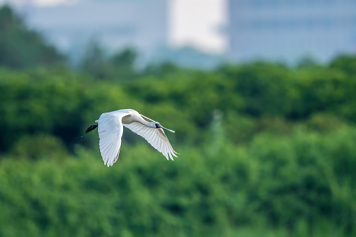 Black-faced Spoonbill in Mai Po Nature Reserve, Hong Kong (Formal Name: Platalea minor)